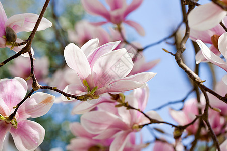 粉红色木兰花 在春天在户外开花植物花瓣卡片宏观季节阳光公园花园晴天植物群图片