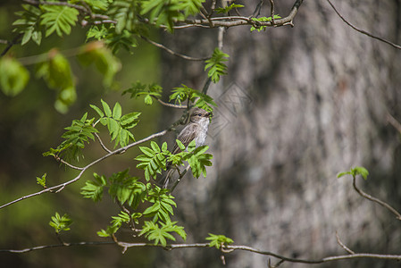 欧拉西亚天龙 阿拉乌达的救赎绿色尾巴生物学歌曲观鸟棕色翅膀背景唱歌羽毛图片