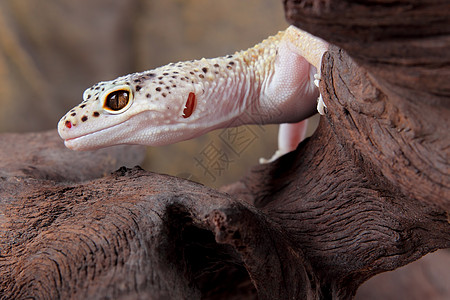 豹式Gecko真眼宠物爬行动物颜料生物线虫蜥蜴爬虫眼睛野生动物图片