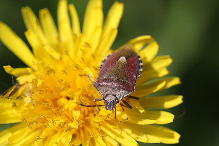 甲虫眼睛花粉黄色身体昆虫背景图片