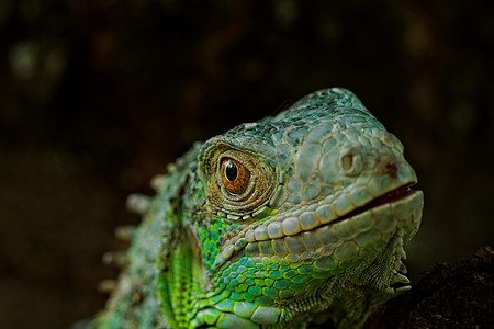 绿色蜥蜴的肖像宏观动物园生物热带动物爬虫野生动物情调荒野爬行者图片