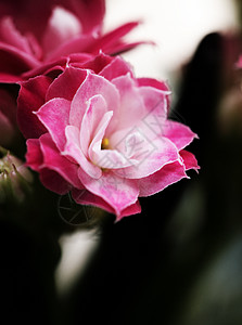 卡兰乔花花花花园环境阳光照射植物学婚姻叶子宏观礼物纪念日庆典图片