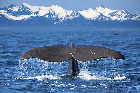 鲸尾海洋海洋生物潜水大头鲇野生动物抹香鲸吸虫山脉动物鲸鱼图片