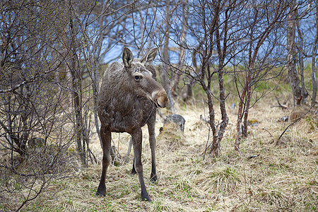 野鹿野生动物场地棕色冒充森林荒野哺乳动物公园树木麋鹿图片