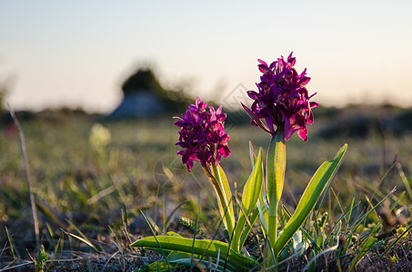 紫兰花野生动物植物植物群野花荒野紫色太阳草原受保护兰花图片