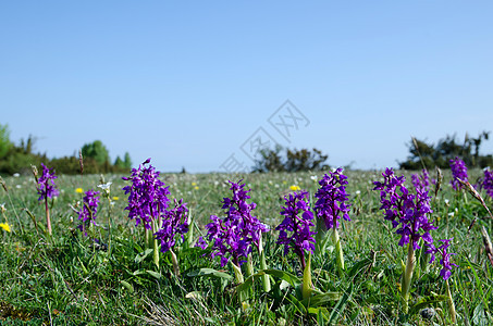 蓝色天空的紫花朵夏花草原荒野阳光兰花石灰石野花野生动物美丽太阳图片