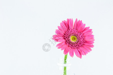 粉色热贝拉菊花宏观花瓣植物群植物白色雏菊图片