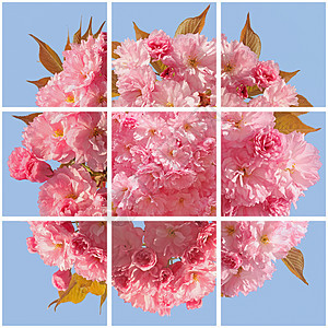 粉红樱花花正方形包装纸宏观拼贴画墙纸蓝色粉色收藏天空花朵图片