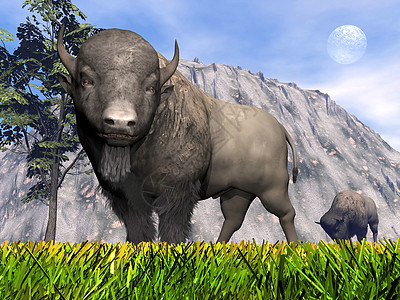 3D 性质上的二维基氧化物毛皮草原水牛动物月亮男性荒野奶牛天空岩石图片