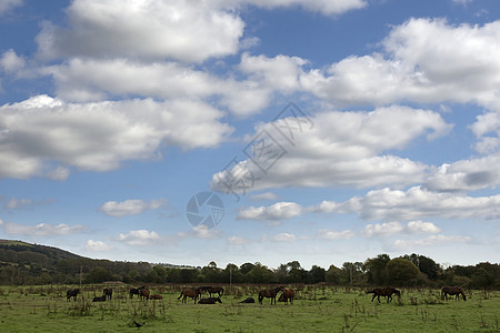 在田野中放牧的栗子木马图片