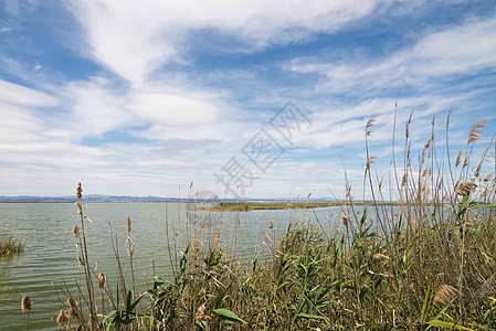 里德 Reeds水平自然保护区湿地沼泽地沼泽自然公园芦苇图片