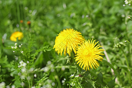 黄色花朵花草地植物群季节性季节叶子场地花园草本植物花瓣植物学图片