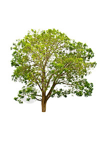 白色背景上的树分隔线叶子生长木头生态生活团体树干多叶植物学图片