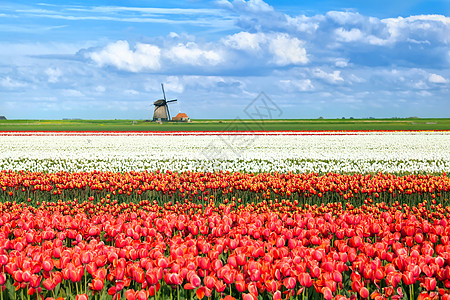 Alkmaar 的彩色郁金花文化天空橙子季节植物群风车植物场地郁金香风景图片