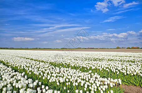 有白郁金 Alkmaar 的字段图片