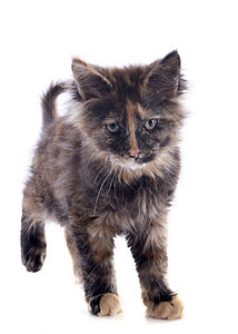 小猫工作室印花布棕色动物宠物运动图片