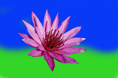蓝绿背景的粉红色莲花图片