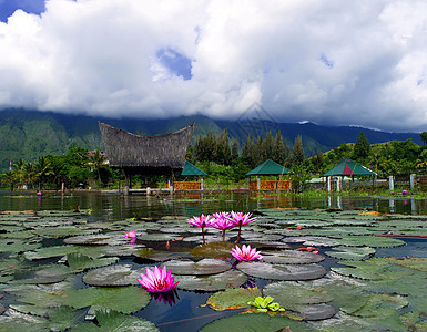 莲花和山图片