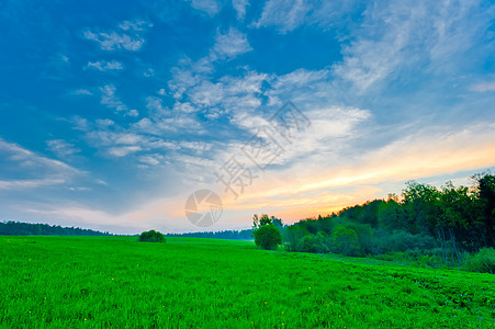 青蓝天空的青绿新草叶子季节地平线森林天空场景树木生长土地牧场背景图片