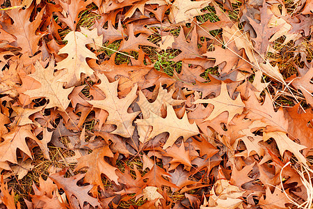 色彩多彩的秋叶橙子季节棕色墙纸红色多叶森林季节性活力植物群图片