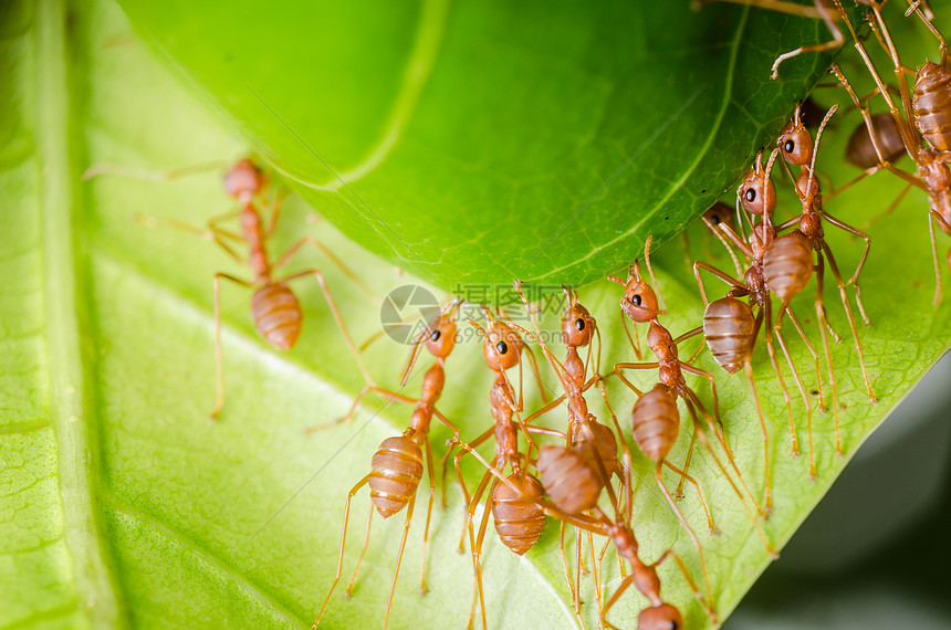红蚂族团队合作建设之家红色宏观绿色漏洞昆虫野生动物图片