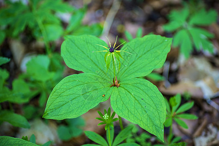 真正的爱人的结结 巴黎四面形草本植物真情人植物群药品绿色背景图片