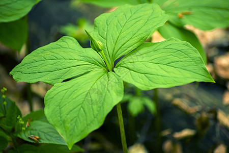 真正的爱人的结结 巴黎四面形药品草本植物植物群绿色四叶草真情人背景图片