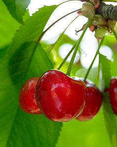 在树上甜美的果实的开裂樱桃生长水果季节甜点植物群食物植物园艺花园叶子图片
