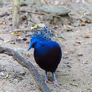 维多利亚王鸽鸽子在公园里情调异国动物威胁红色大道热带蓝色波峰羽毛图片