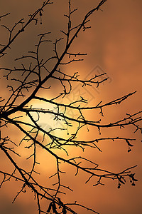 树树木森林公园环境天空日落日光树叶植被太阳图片