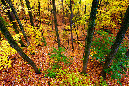 美丽的伊利诺伊州秋季风景荒野地形生态植物群季节岩石场景树林树木环境图片