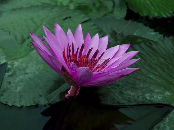 维奥莱特莲花图片