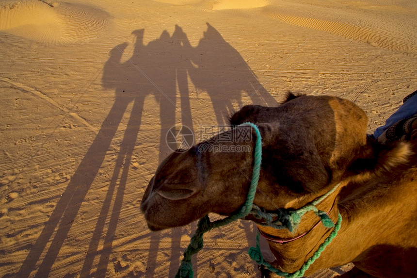 撒哈拉沙漠中的骆驼弧形沙漠阴影绿色棕色金子灰色红色沙丘爪子图片