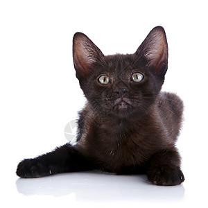 黑小猫就躺在白色背景上婴儿脊椎动物宠物哺乳动物猫科黑色农场食肉乐趣耳朵图片