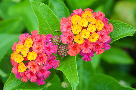 兰塔纳紫色篱笆植物野生动物花瓣季节花园植物学叶子植物群图片