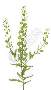 Tlaspi 静脉喷发宏观杂草白色野花植物叶子植物群种子花序图片