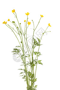 黄花果黄色野花植物群花序植物叶子宏观图片