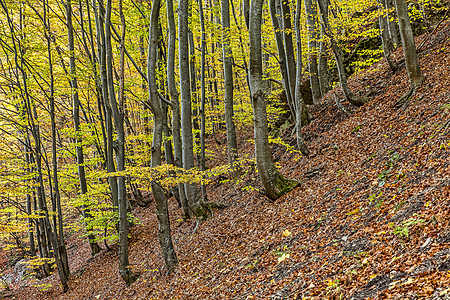 秋季森林落叶林季节性树叶季节木头黄色树木树干环境绿色图片