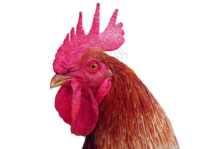 红公鸡家禽羽毛家畜乡村母鸡动物农业食物眼睛白色图片