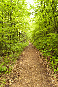 登山旅行小道Eifelsteig上足迹绿色树叶丛林森林山毛榉树冠踪迹远足小路图片