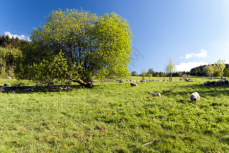 登山旅行小道Eifelsteig上叶子远足树木牧歌山毛榉树叶森林绿色动物足迹图片