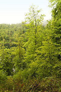 登山旅行小道Eifelsteig上丛林踪迹木头森林树木树叶山毛榉远足叶子小路图片