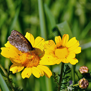 黄花上的蝴蝶动物群季节触角叶子花蜜昆虫学黄色植物植物群宏观图片