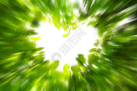 爱的自然概念运动生活树干绿色白色森林木头叶子天空环境图片