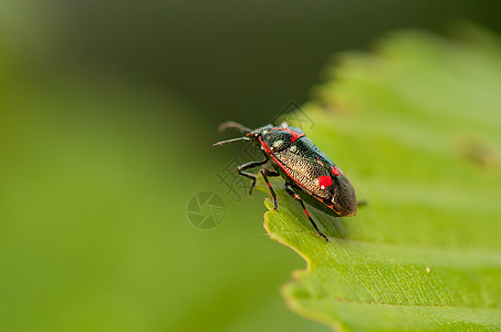 Eurydema 单极球油菜生物学宏观天线昆虫野生动物收藏动物学甲虫白菜图片