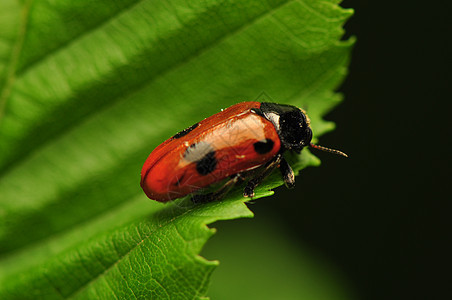 液压阴极甲虫蜜壶瓢虫叶子收藏昆虫学野生动物生物学宏观鞘翅目图片