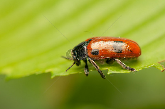 液压阴极收藏昆虫瓢虫害虫生物学眼睛甲虫蜜壶荒野季节图片