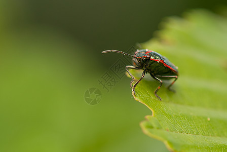 Eurydema 单极球野生动物植物翅膀昆虫学甲虫桉树害虫白菜天线漏洞图片