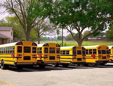 美国典型校车排在户外公园内图片