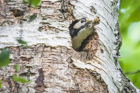 清理巢穴动物野生动物树冠林地学习荒野木头羽毛翅膀少年图片